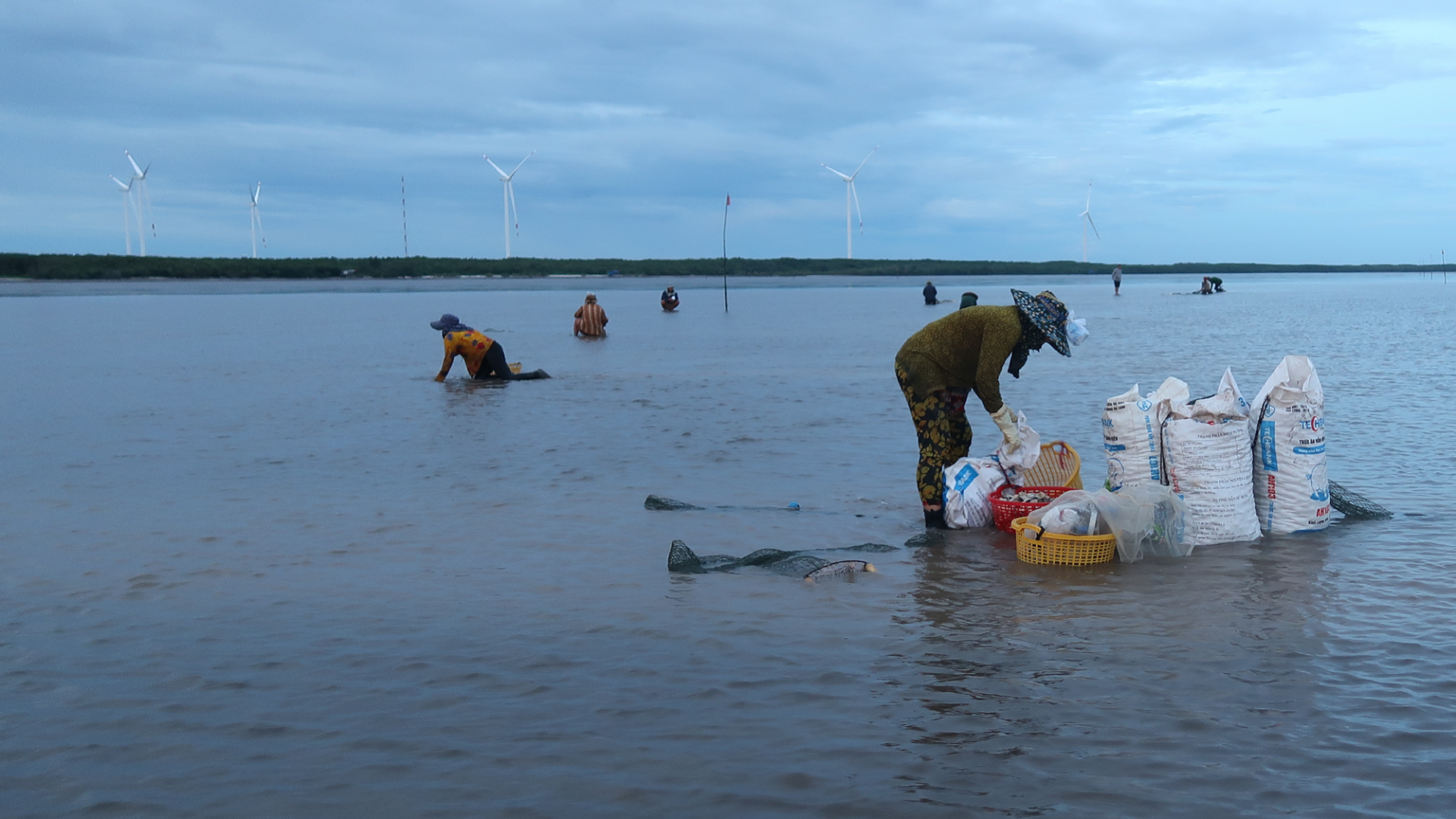 khai-thac-ngheu-ban-htx-thuy-san-rang-dong